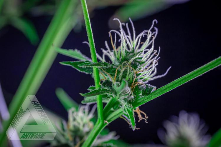 ZAMNESIA - Sticky Broccoli - EGC 2026 B. Week 13
