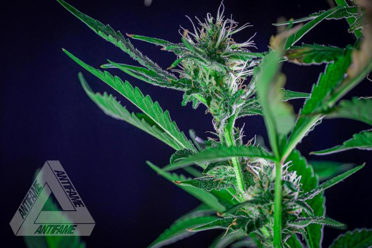 ZAMNESIA - Sticky Broccoli - EGC 2026 R. Week 13