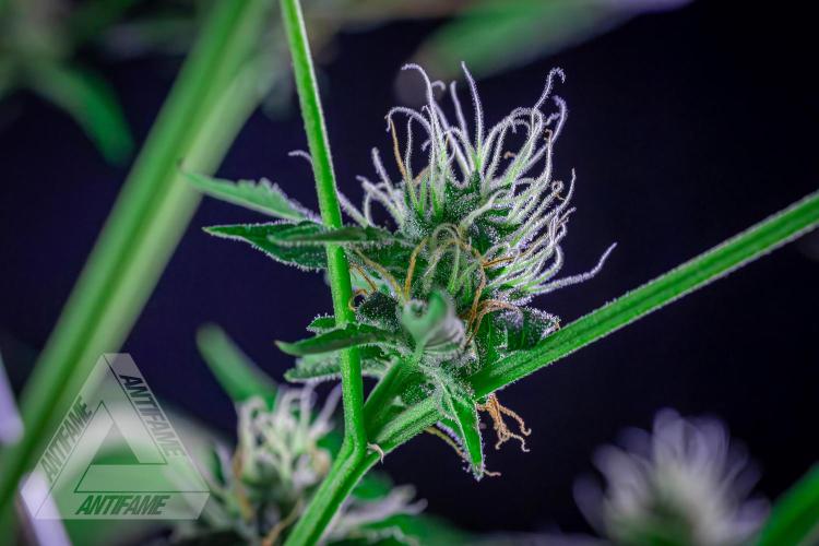 ZAMNESIA - Sticky Broccoli - EGC 2026 B. Week 13