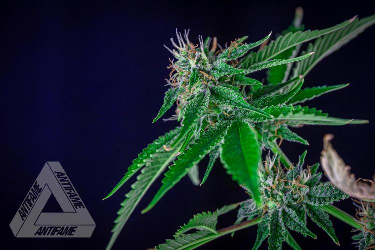 ZAMNESIA - Sticky Broccoli - EGC 2026 W. Week 13