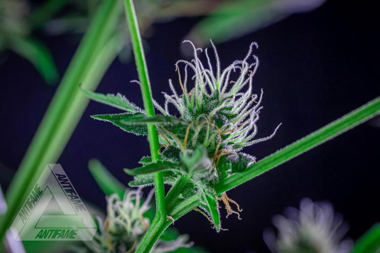 ZAMNESIA - Sticky Broccoli - EGC 2026 B. Week 13