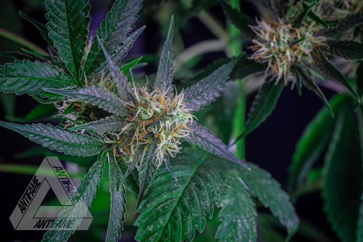 ZAMNESIA - Sticky Broccoli - EGC 2026 Y. Week 13