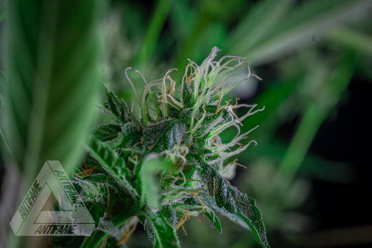 ZAMNESIA - Sticky Broccoli - EGC 2026 B. Week 13