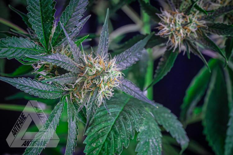 ZAMNESIA - Sticky Broccoli - EGC 2026 Y. Week 13
