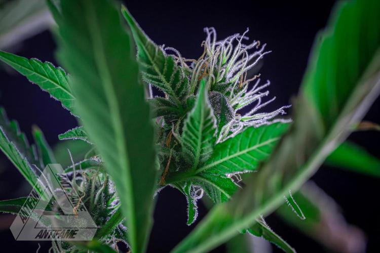 ZAMNESIA - Sticky Broccoli - EGC 2026 B. Week 13