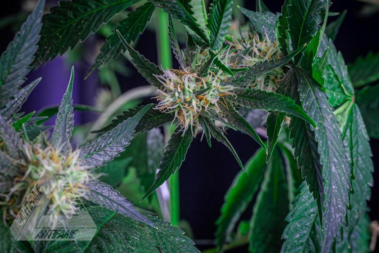 ZAMNESIA - Sticky Broccoli - EGC 2026 Y. Week 13