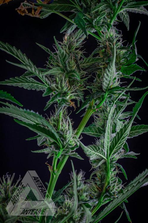 ZAMNESIA - Sticky Broccoli - EGC 2026 B. Week 13