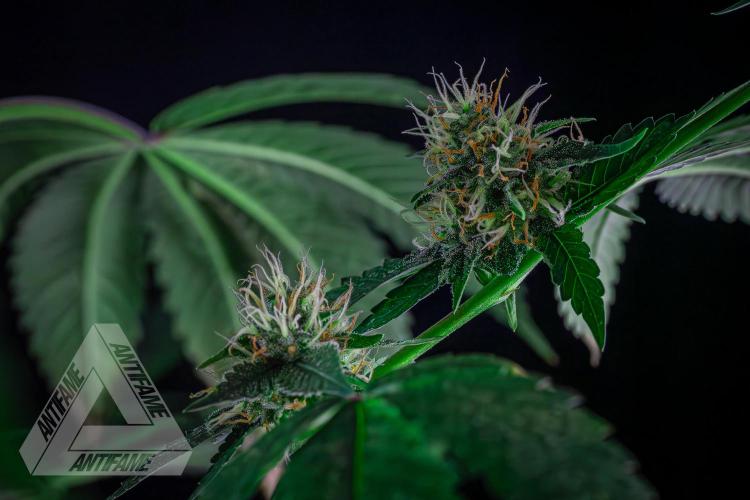 ZAMNESIA - Sticky Broccoli - EGC 2026 Y. Week 13