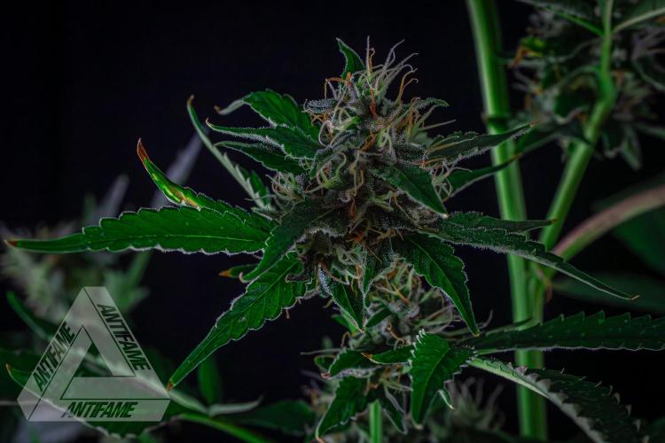 ZAMNESIA - Sticky Broccoli - EGC 2026 B. Week 13