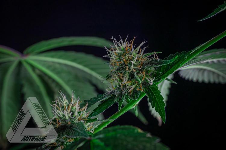 ZAMNESIA - Sticky Broccoli - EGC 2026 Y. Week 13