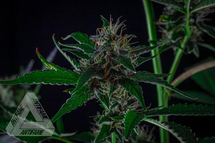 ZAMNESIA - Sticky Broccoli - EGC 2026 B. Week 13