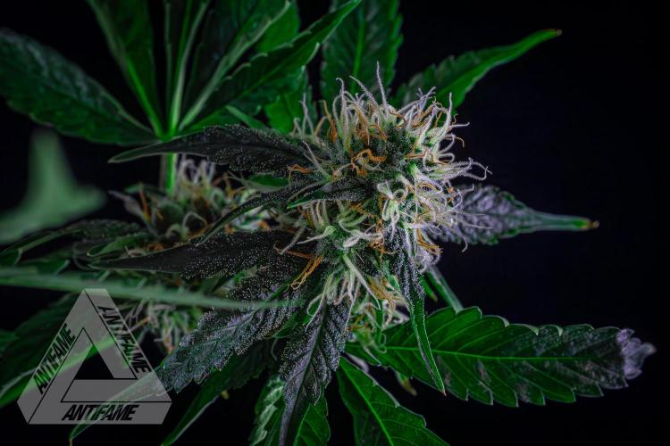 ZAMNESIA - Sticky Broccoli - EGC 2026 Y. Week 13