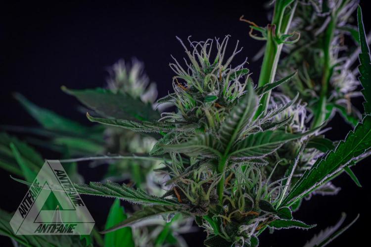 ZAMNESIA - Sticky Broccoli - EGC 2026 B. Week 13
