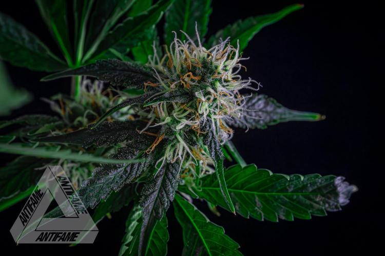 ZAMNESIA - Sticky Broccoli - EGC 2026 Y. Week 13
