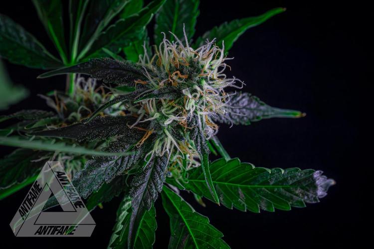 ZAMNESIA - Sticky Broccoli - EGC 2026 Y. Week 13