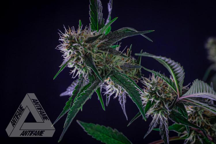 ZAMNESIA - Sticky Broccoli - EGC 2026 Y. Week 13