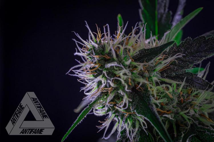 ZAMNESIA - Sticky Broccoli - EGC 2026 Y. Week 13