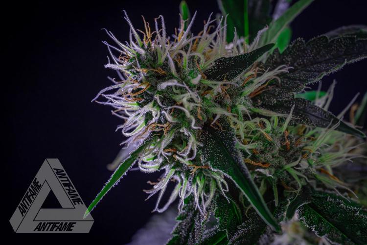 ZAMNESIA - Sticky Broccoli - EGC 2026 Y. Week 13