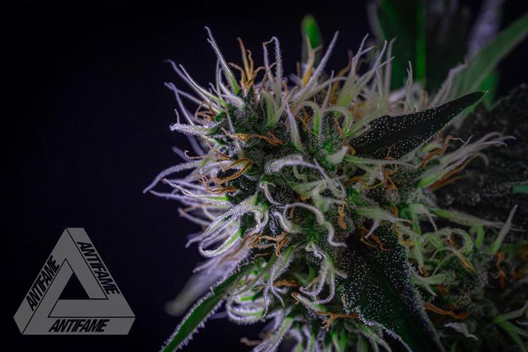 ZAMNESIA - Sticky Broccoli - EGC 2026 Y. Week 13