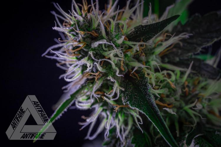 ZAMNESIA - Sticky Broccoli - EGC 2026 Y. Week 13