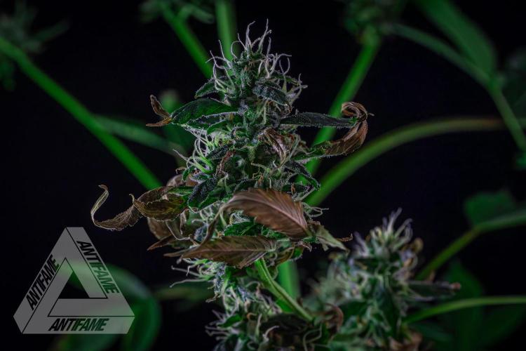 ZAMNESIA - Sticky Broccoli - EGC 2026 B. Week 13
