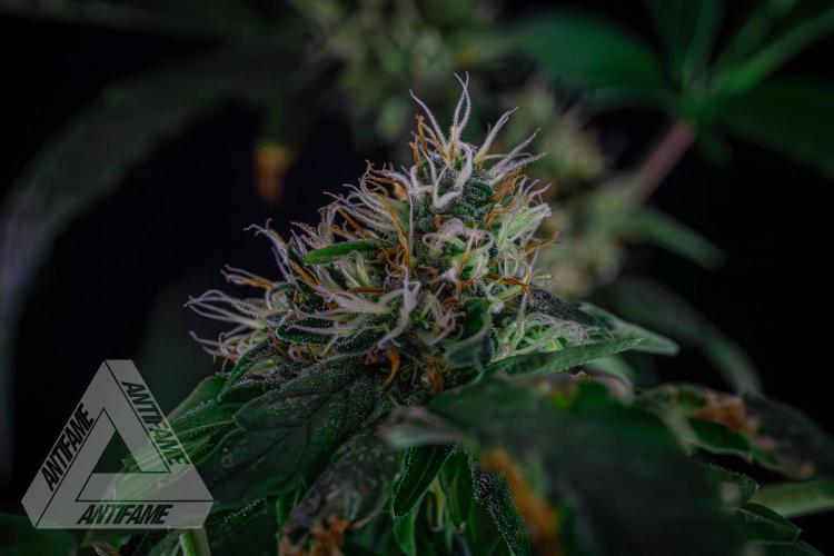 ZAMNESIA - Sticky Broccoli - EGC 2026 Y. Week 13