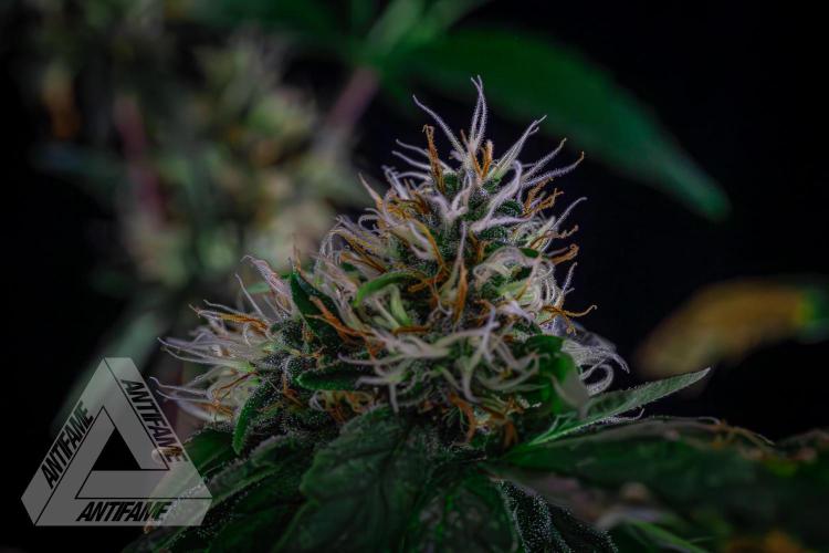 ZAMNESIA - Sticky Broccoli - EGC 2026 Y. Week 13