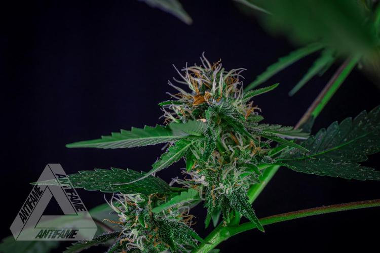 ZAMNESIA - Sticky Broccoli - EGC 2026 Y. Week 13