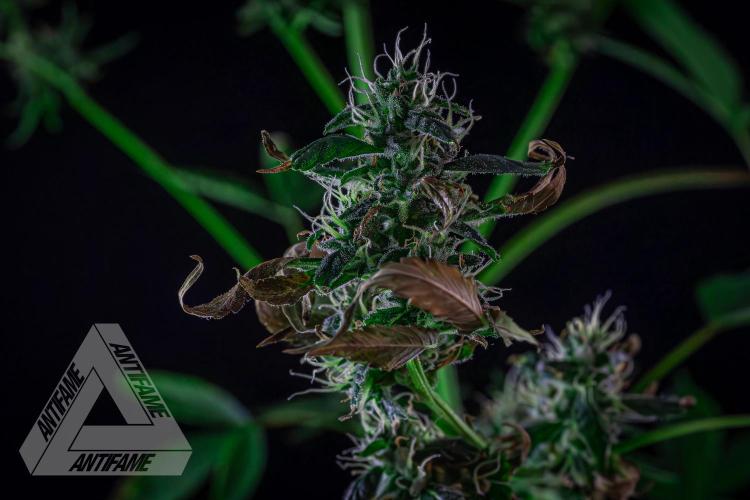 ZAMNESIA - Sticky Broccoli - EGC 2026 B. Week 13