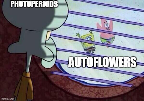dank memes. Week 15