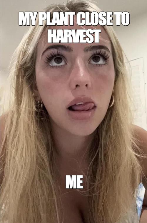 dank memes. Week 16
