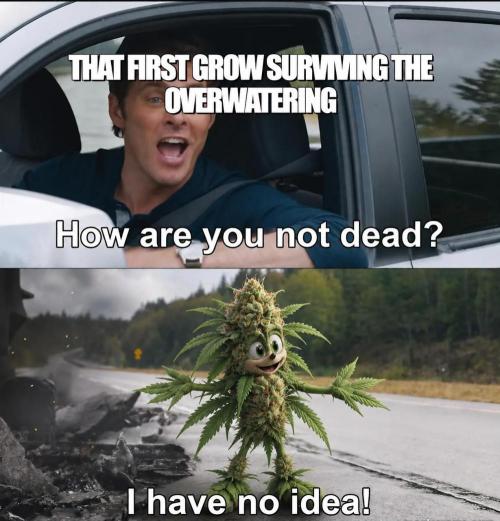 dank memes. Week 16