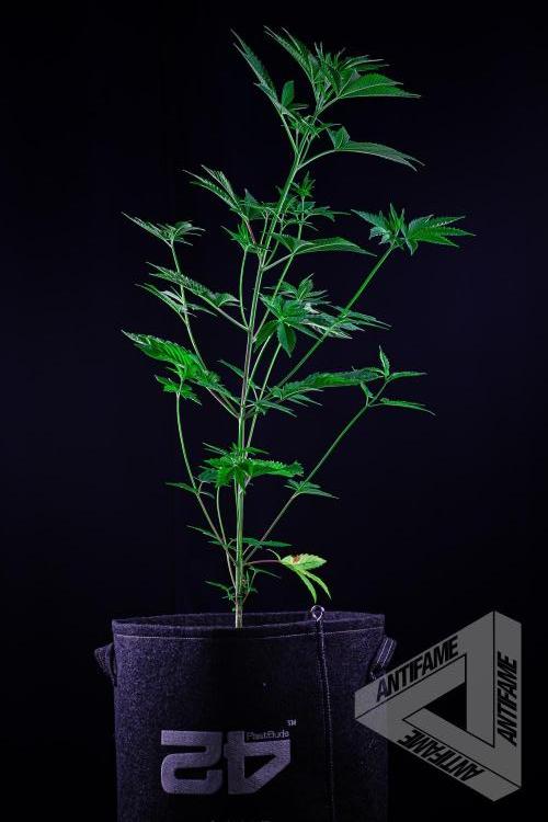 ZAMNESIA - Sticky Broccoli - EGC 2026 B. Week 8