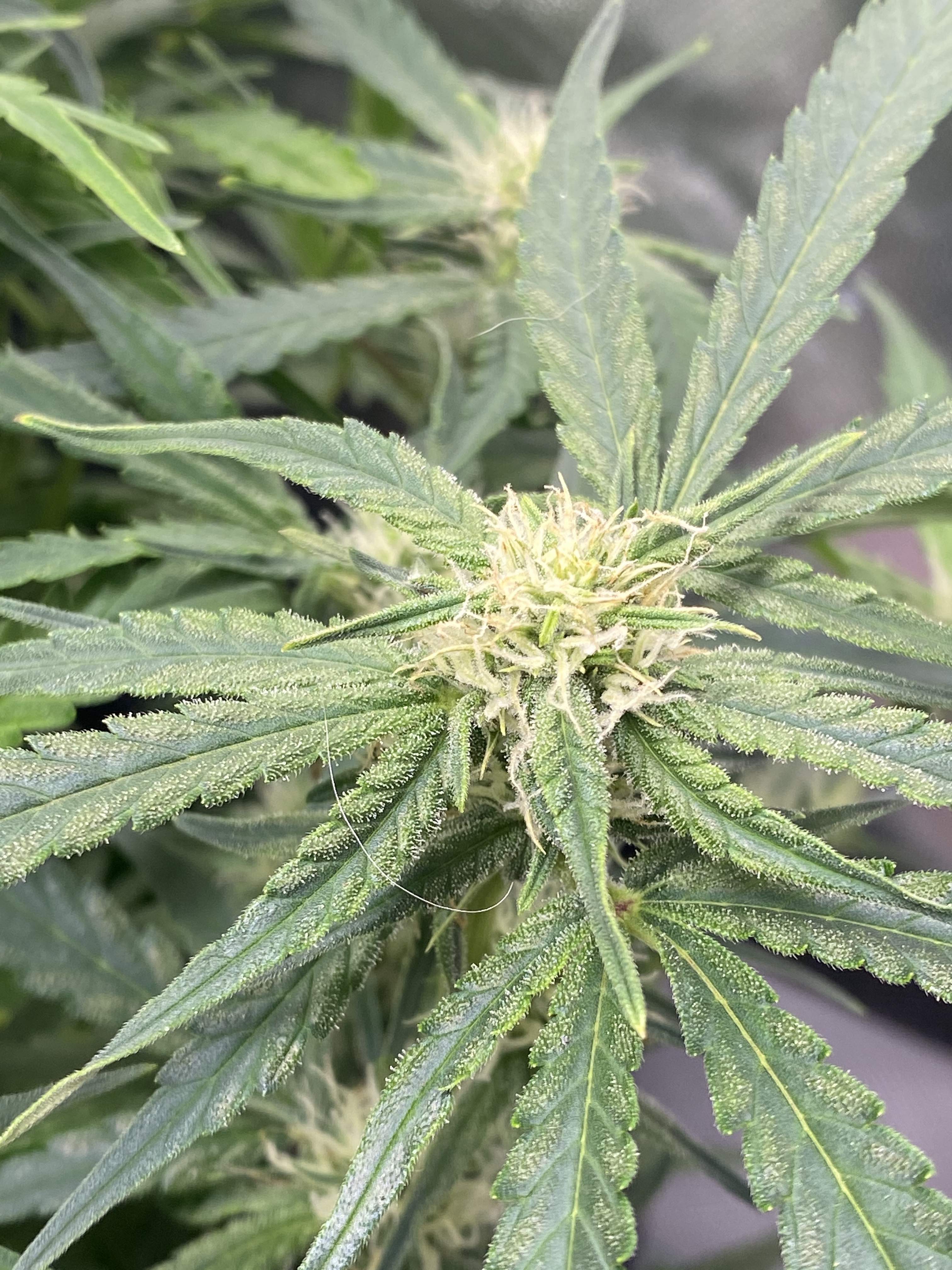 Sweet Seeds Jack 47 XL Auto® grow diary (journal) week6 by Symbaler