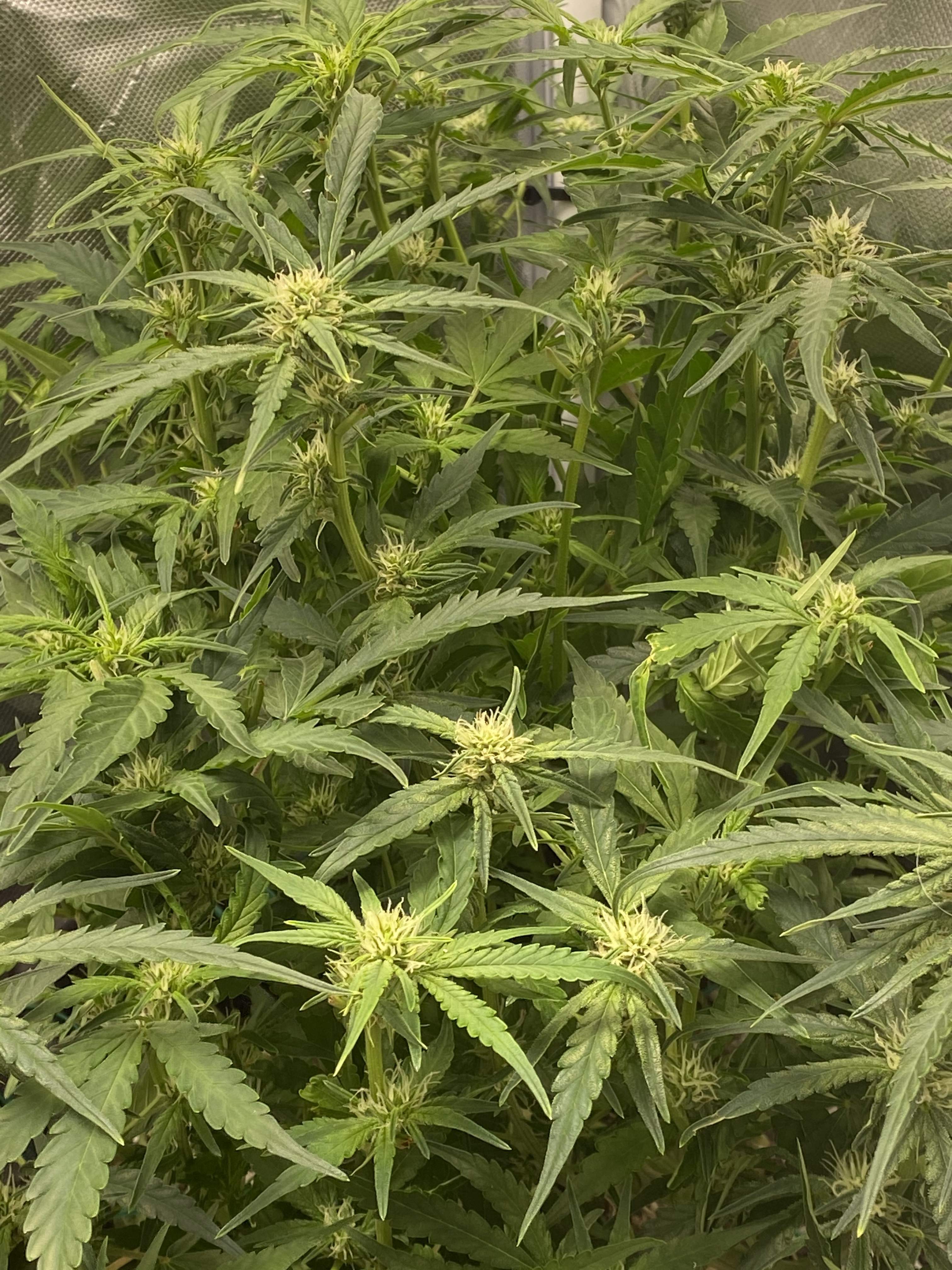 Sweet Seeds Jack 47 XL Auto® grow diary (journal) week6 by Symbaler