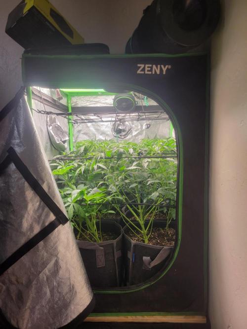 Micro grow can it yeild? #2. Week 3