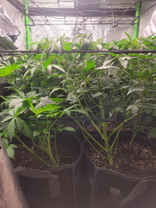 Micro grow can it yeild? #2. Week 3