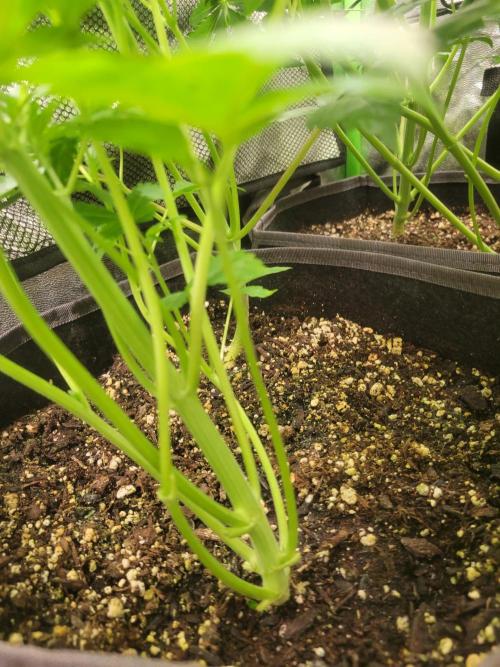 Micro grow can it yeild? #2. Week 3