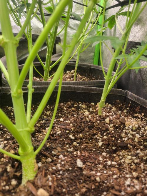 Micro grow can it yeild? #2. Week 3