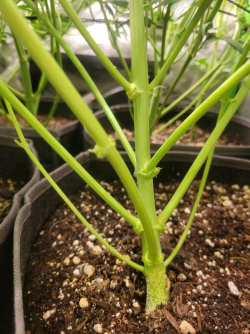 Micro grow can it yeild? #2. Week 3