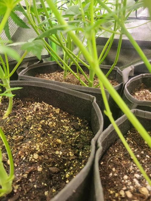 Micro grow can it yeild? #2. Week 3