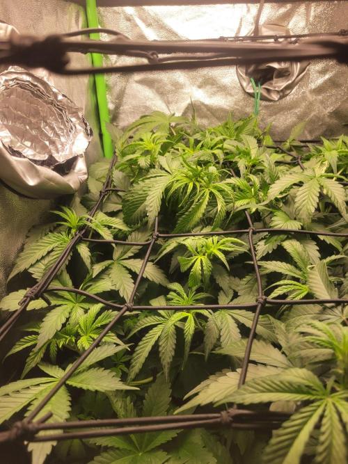 Micro grow can it yeild? #2. Week 3