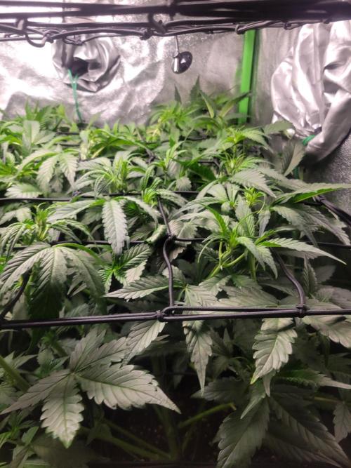 Micro grow can it yeild? #2. Week 3