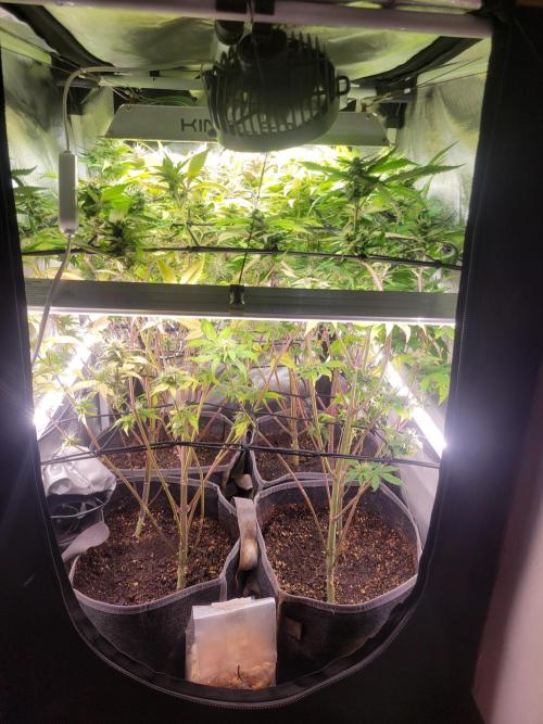 Micro Grow can it yeild?. Week 8