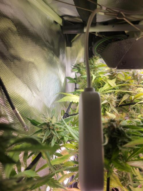 Micro Grow can it yeild?. Week 8