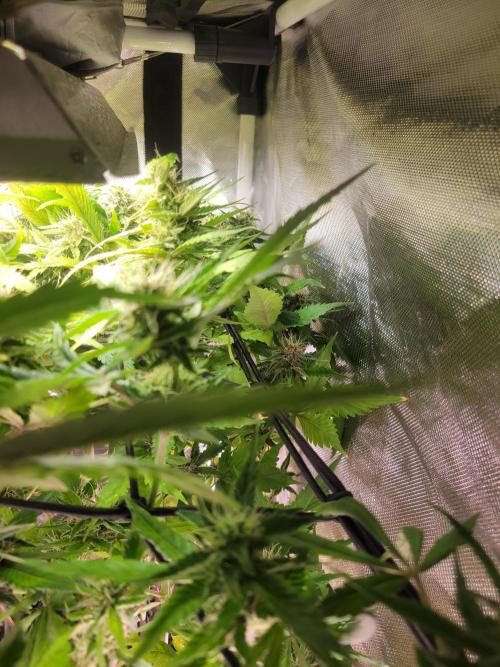 Micro Grow can it yeild?. Week 8