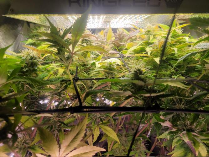 Micro Grow can it yeild?. Week 8