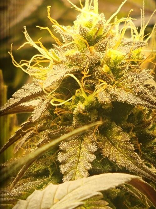 Micro Grow can it yeild?. Week 9