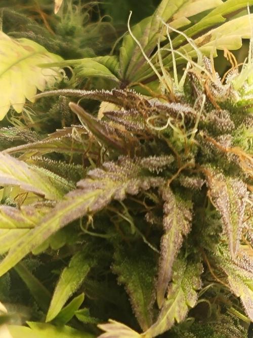 Micro Grow can it yeild?. Week 9