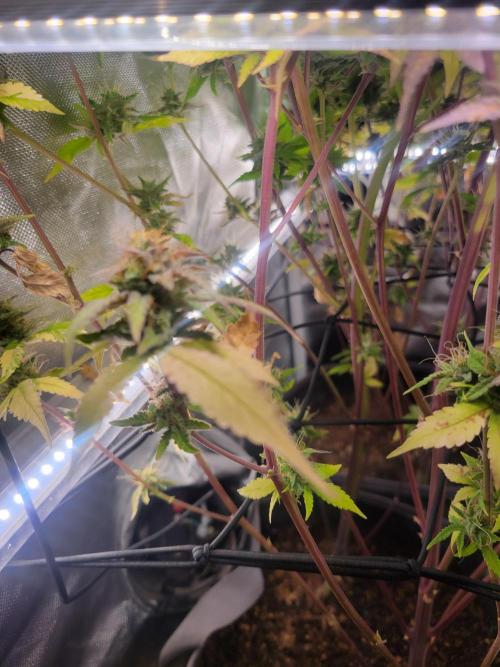 Micro Grow can it yeild?. Week 9